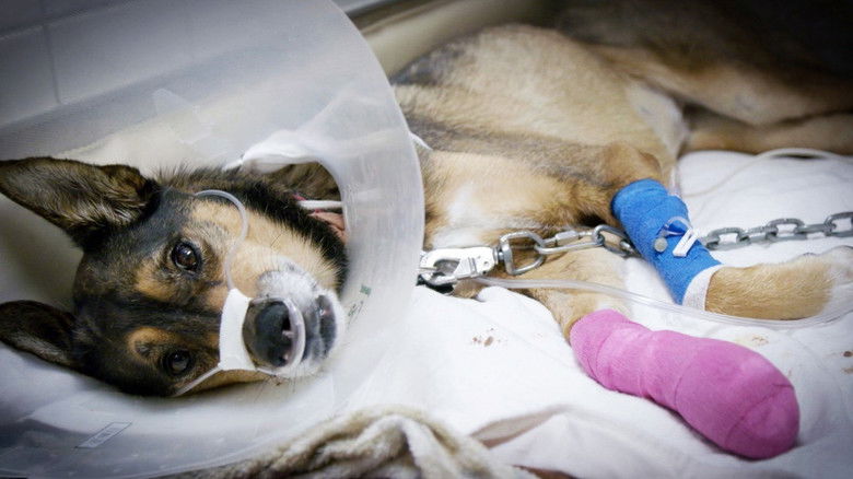 Still image for Ambulances animales season 1 episode 13: Episode 13 Still image for Ambulances animales season 1 episode 13: Episode 13