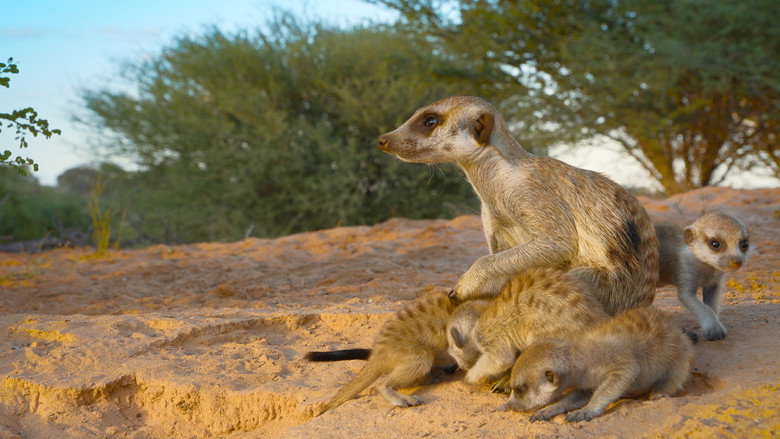Still from The Secret Lives of Animals - ซีซัน 1 ตอน 2