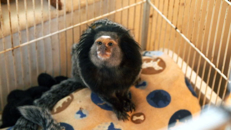 Serious Monkey Business