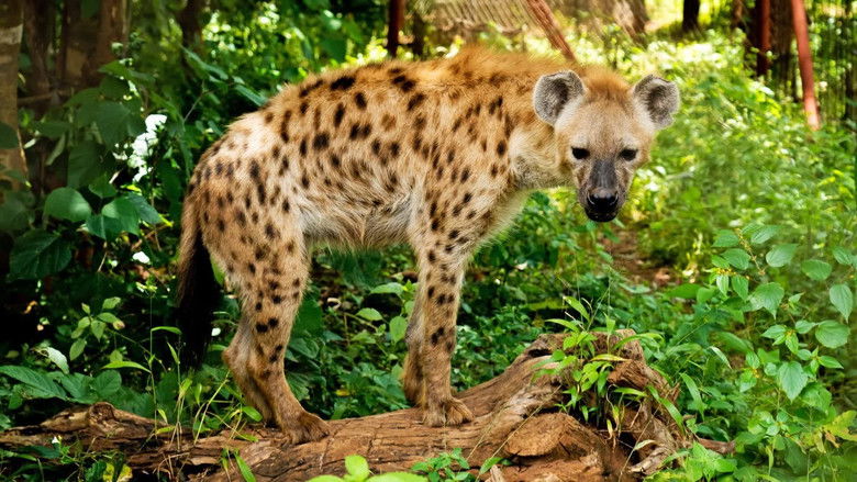 Still image for Malawi Wildlife Rescue season 1 episode 4: Big Buck Chase