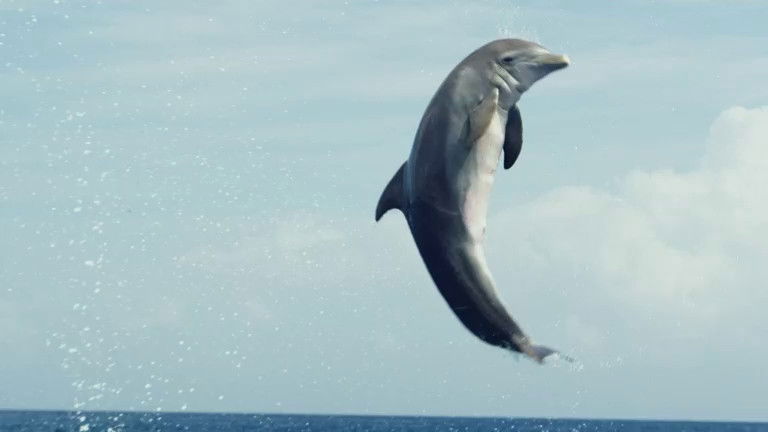 Still image for If I Were an Animal season 1 episode 46: If I Were a Dolphin Still image for If I Were an Animal season 1 episode 46: If I Were a Dolphin