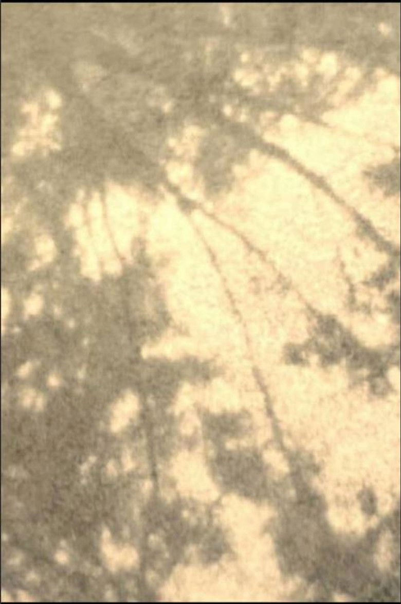 Imatge de Wordless in Woods