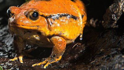 Still image for Crazy Monster season 1 episode 8: Frogs Still image for Crazy Monster season 1 episode 8: Frogs