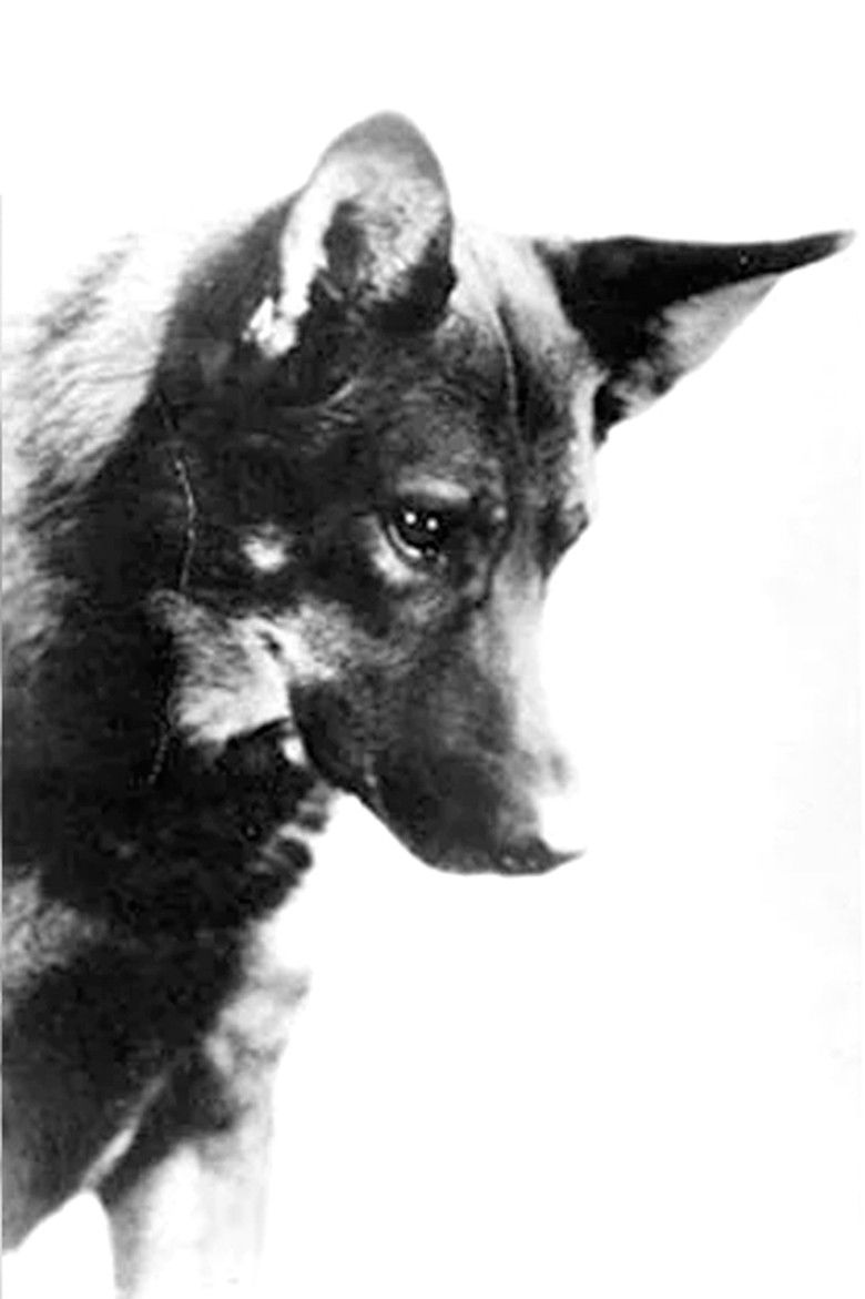 Photo de Rin-Tin-Tin