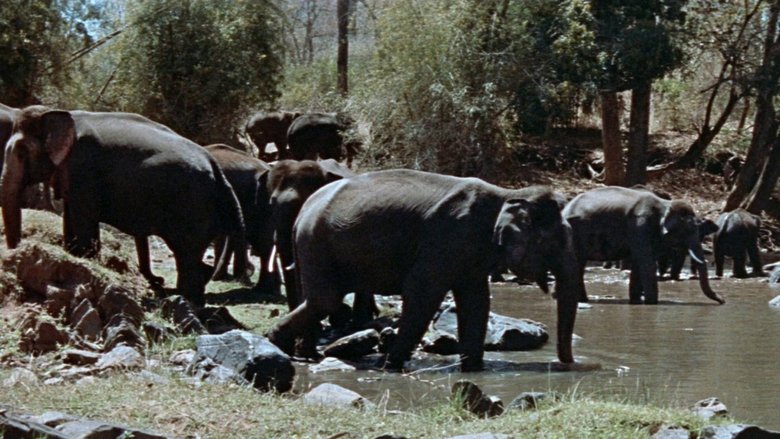 Os Três Desafios De Tarzan