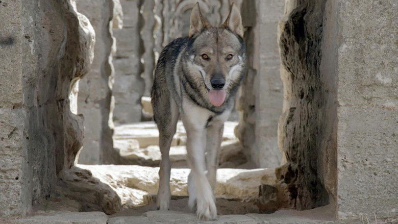 Gallery image from orHMyDiUDBk3bgT7tpdmfqZpz2C.jpg