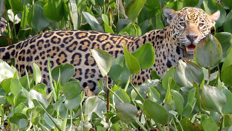 Still image for Brazil Untamed season 1 episode 10: The Pantanal Still image for Brazil Untamed season 1 episode 10: The Pantanal
