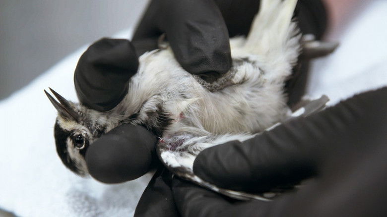 Still image for Ambulances animales season 1 episode 9: Episode 9 Still image for Ambulances animales season 1 episode 9: Episode 9