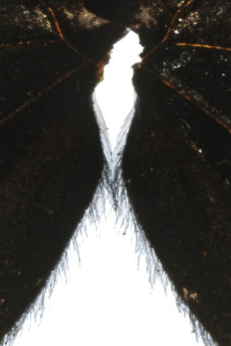 Butterfly Light