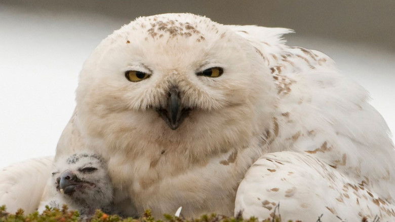 Still image for Wild North season 1 episode 2: The Mountains Still image for Wild North season 1 episode 2: The Mountains