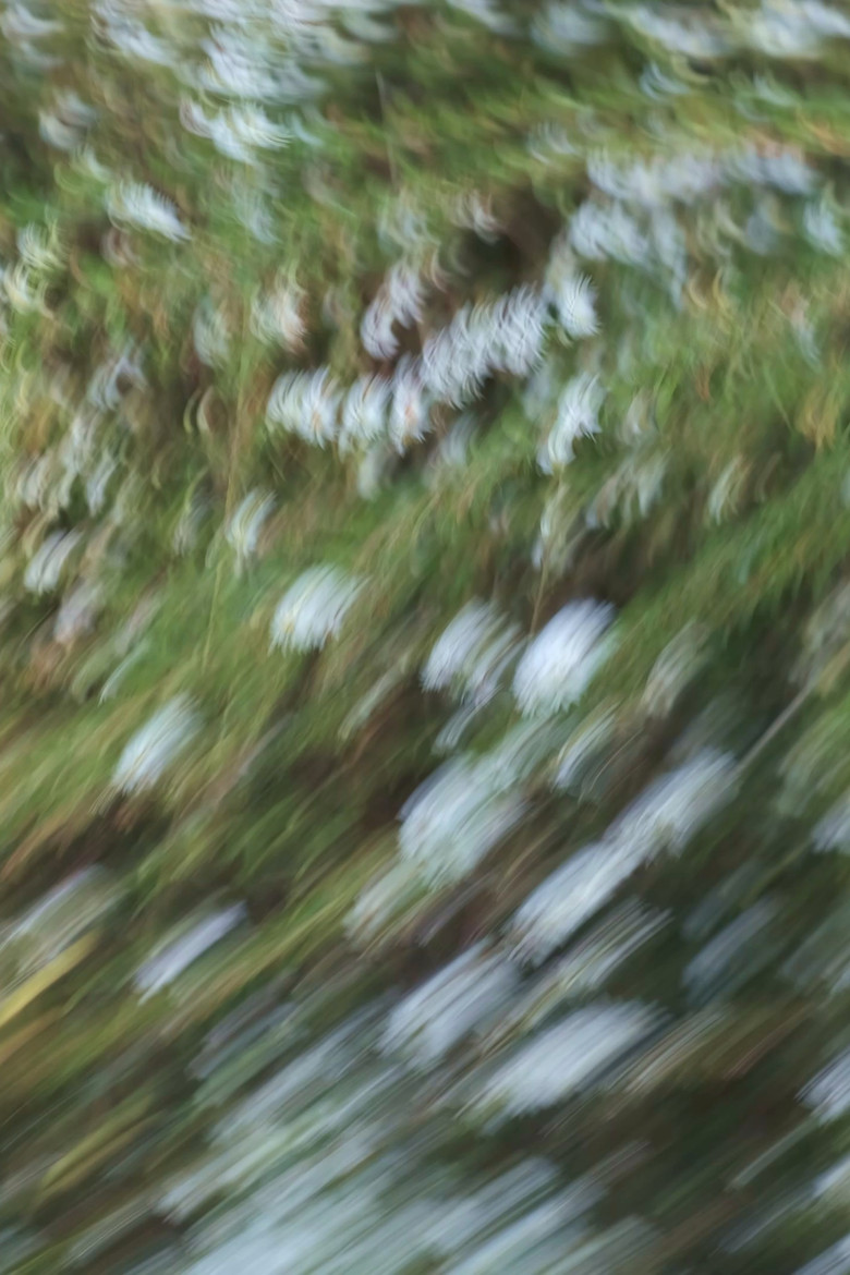 Imatge de Weeds and Wildflowers