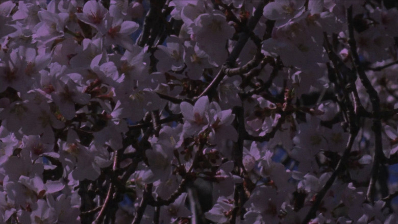 Backdrop