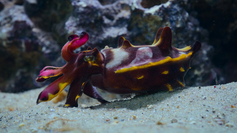 Still from The Secret Lives of Animals - Season 1 Episode 6