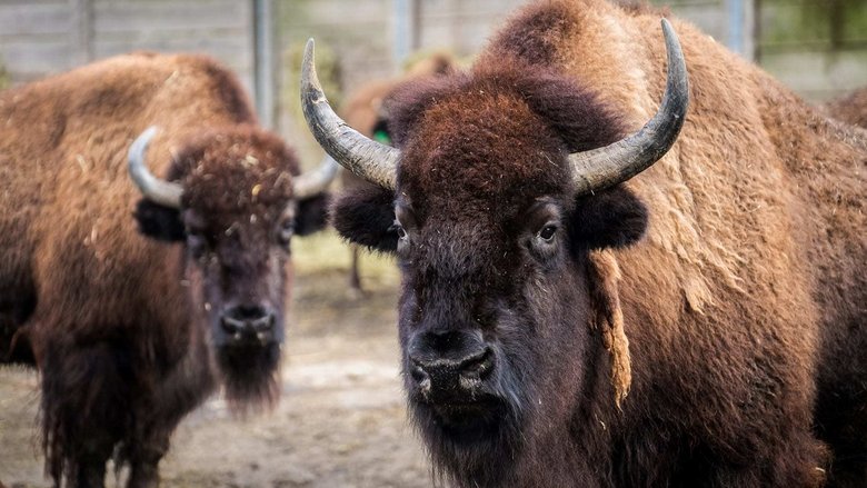 Still image for The Zoo season 1 episode 3: Walk on the Wild Side Still image for The Zoo season 1 episode 3: Walk on the Wild Side