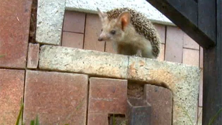 Podivuhodná cesta ježka Aladina Sezóna 1 Epizoda 3 bombuj