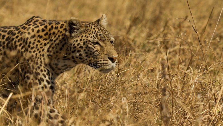 Leopard & Hyena: Strange Alliance movie poster