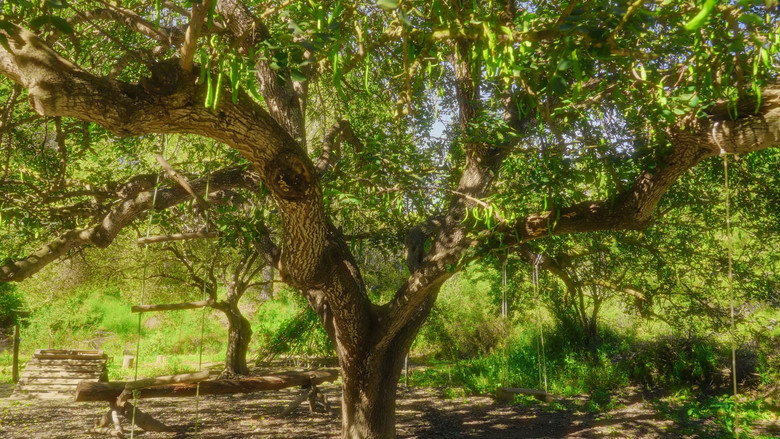 Inflorescencia