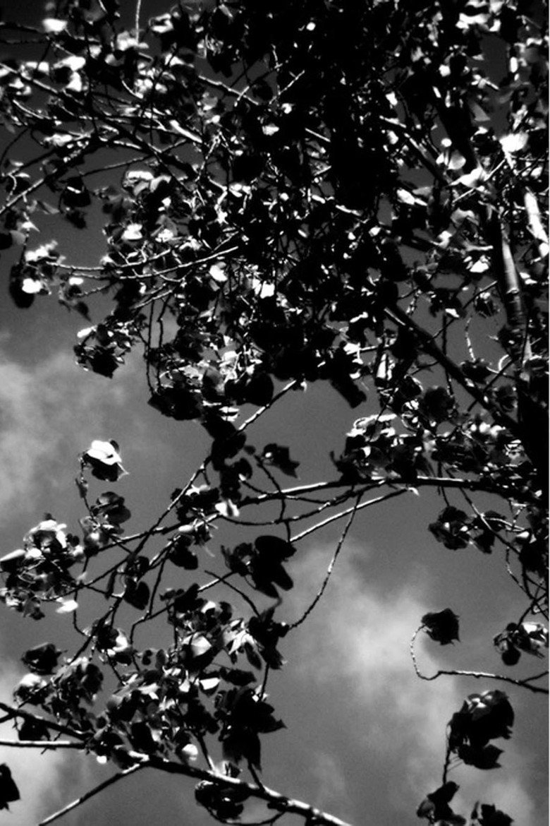 Imatge de The Wind That Held Us Here