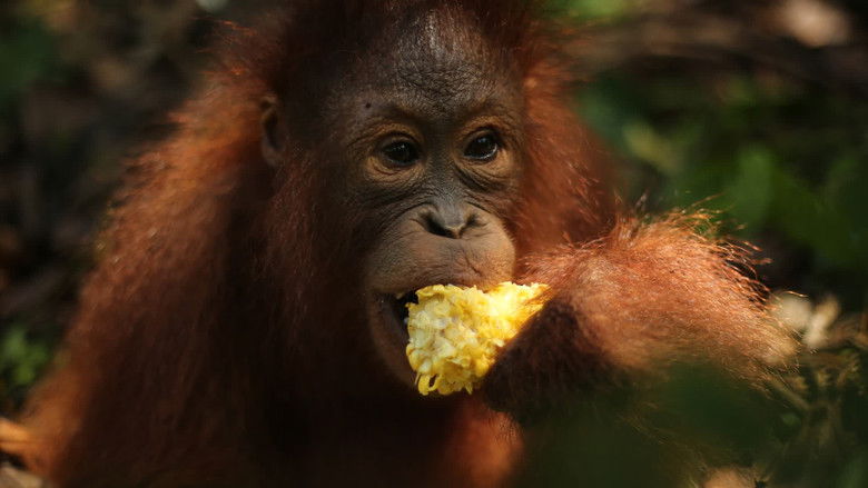 Still image for Becoming Orangutan season 1 episode 2: Lean On Me Still image for Becoming Orangutan season 1 episode 2: Lean On Me