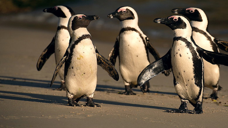 Penguins: The African Chaplin