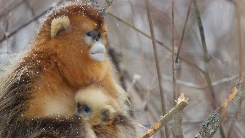 Still image for Monkeys: An Amazing Animal Family season 1 episode 1: Episode 1