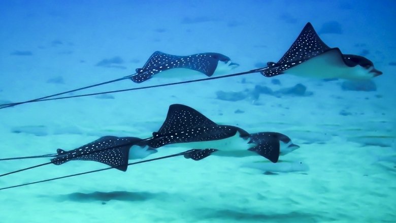 Gallery image from pG1lFbulFkGPsV04yuKaNEAoBmj.jpg