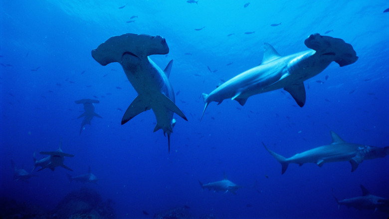 Image from All About Animals