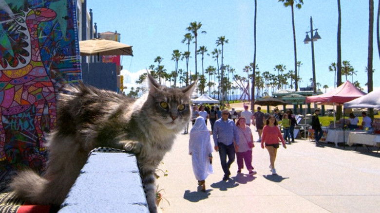 Still image for Mitsuaki Iwago's World “Cats” Travelogue season 1 episode 110: North America West Coast Still image for Mitsuaki Iwago's World “Cats” Travelogue season 1 episode 110: North America West Coast