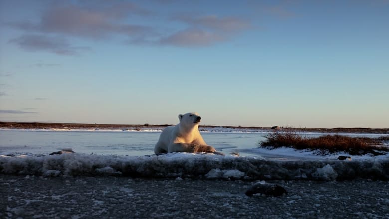 Wonders of the Arctic en streaming