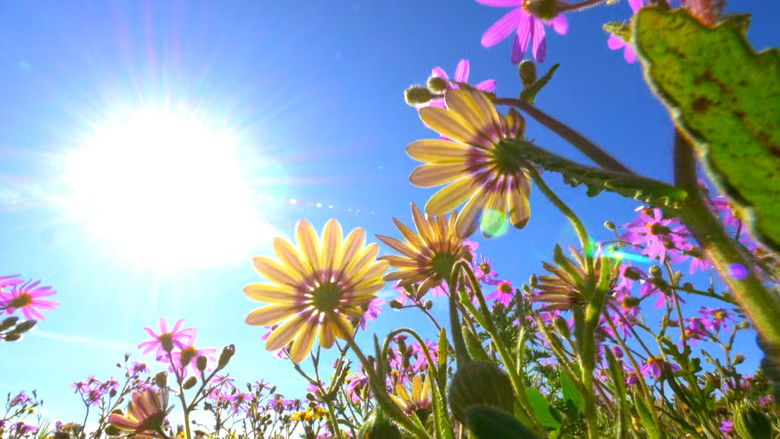 Still image for Africa's Wild Year season 1 episode 1: Spring