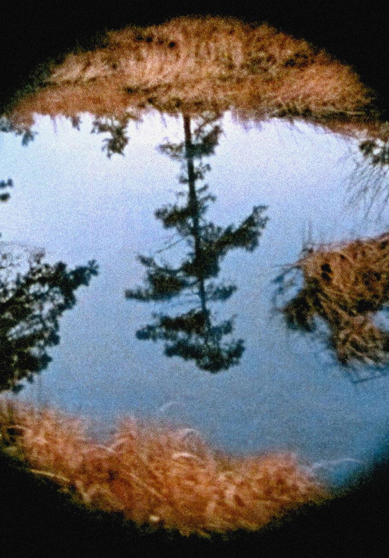 Imatge de Pine Barrens