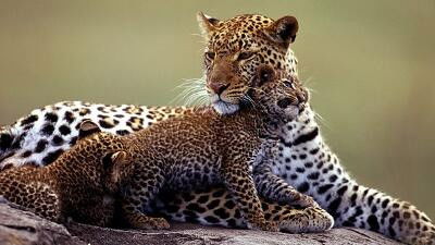 Still image for All About Animals season 1 episode 3: Episode 3