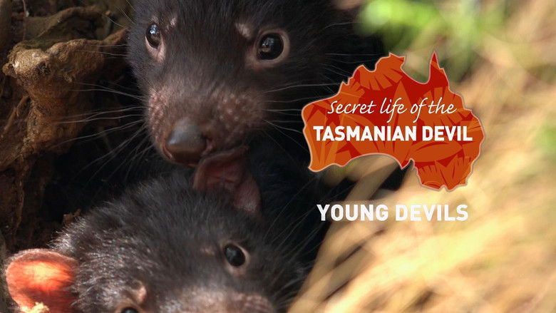 Still image for Secret Life Of The Tasmanian Devil season 1 episode 2: Young Devils Still image for Secret Life Of The Tasmanian Devil season 1 episode 2: Young Devils