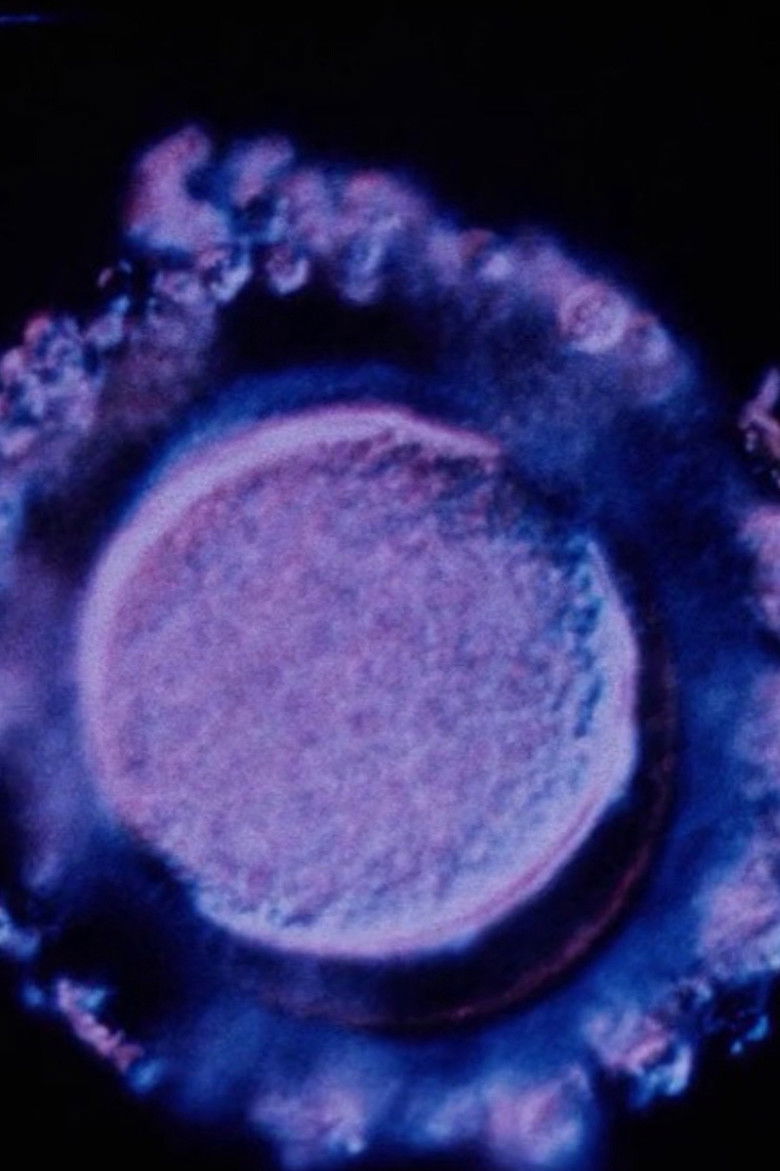 Imatge de 色即是空