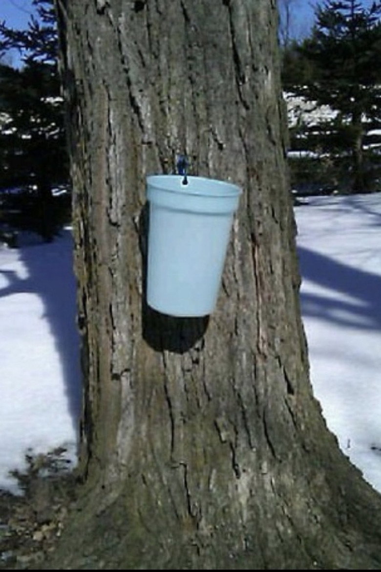 Sugar Maple Tree: The Musical background