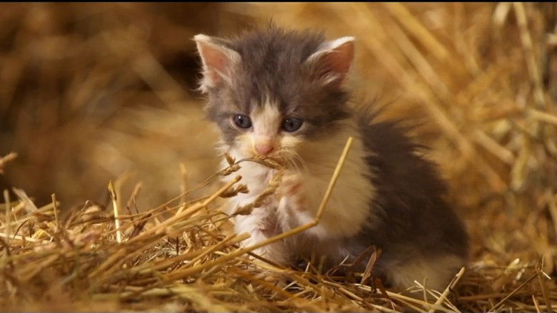 Still image for If I Were an Animal season 1 episode 28: If I Were a Cat Still image for If I Were an Animal season 1 episode 28: If I Were a Cat