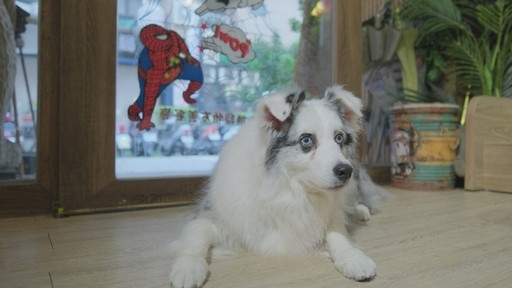 Still image for 台灣萌萌的 season 1 episode 4: Episode 4