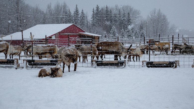 Assistir Yukon: Plantão Veterinário 11x2 Online
