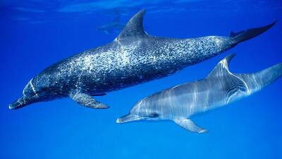 Still image for All About Animals season 1 episode 2: Episode 2