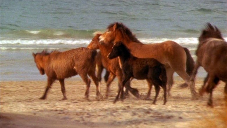 Touching Wild Horses