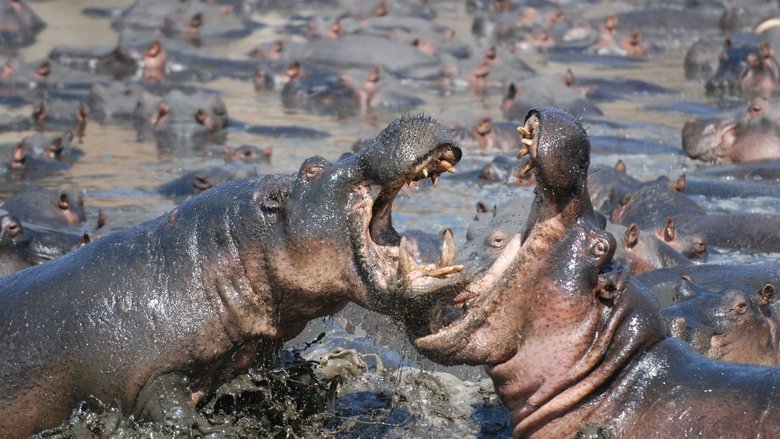 Still image for Animal Fight Night season 1 episode 1: Savanna Smackdown Still image for Animal Fight Night season 1 episode 1: Savanna Smackdown