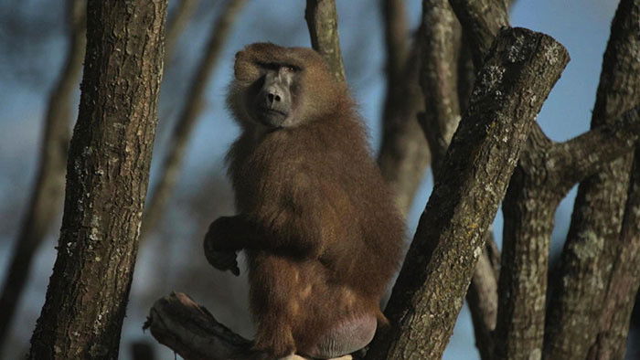 Still image for Paris Zoo: An Insider's View season 1 episode 3: Episode 3 Still image for Paris Zoo: An Insider's View season 1 episode 3: Episode 3