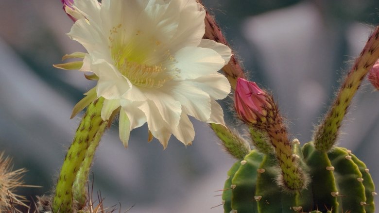 Still image for Kingdom of Plants season 1 episode 3: Survival Still image for Kingdom of Plants season 1 episode 3: Survival