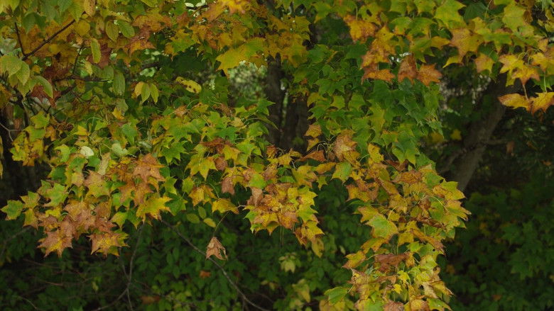 Image d'arrière-plan 9 du film Little Forest: Summer/Autumn