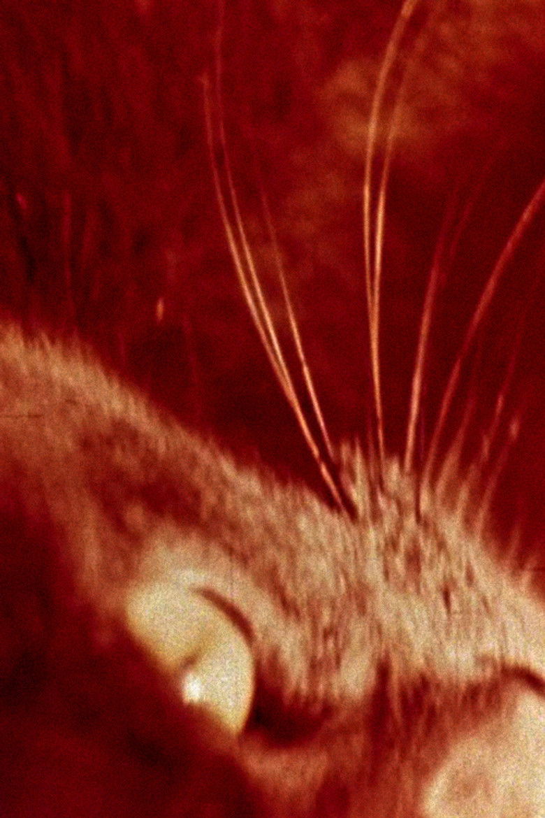 Imatge de Cat's Cradle