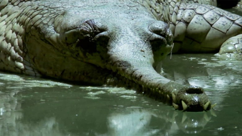 Still image for Wildest India season 1 episode 2: Ganges: River of Life