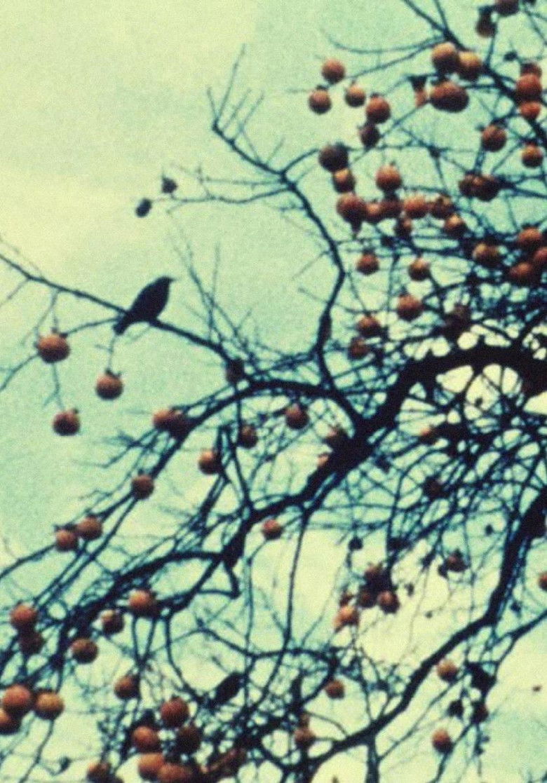 Imatge de Kakibaum III