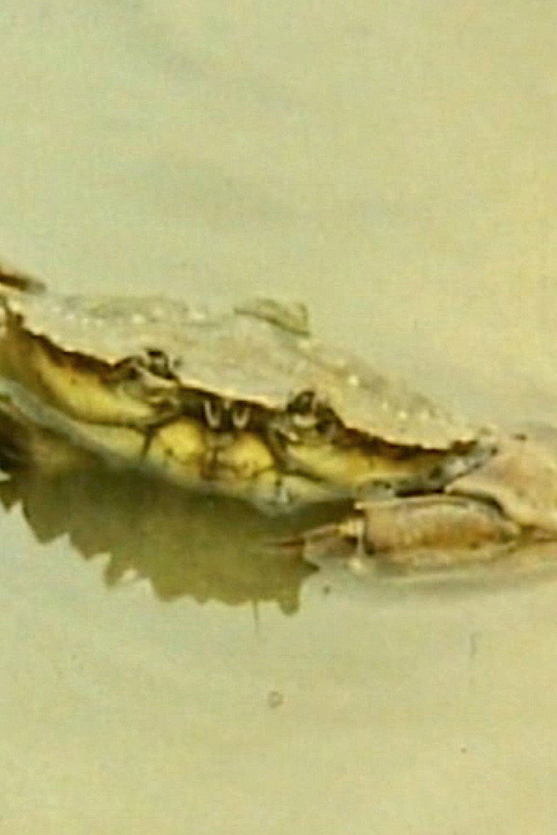 L'enfouissement du crabe background