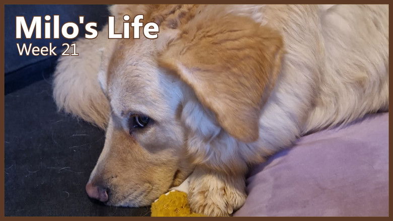 Still image for Milo's Life season 1 episode 21: Living The Life | Week 21 Still image for Milo's Life season 1 episode 21: Living The Life | Week 21