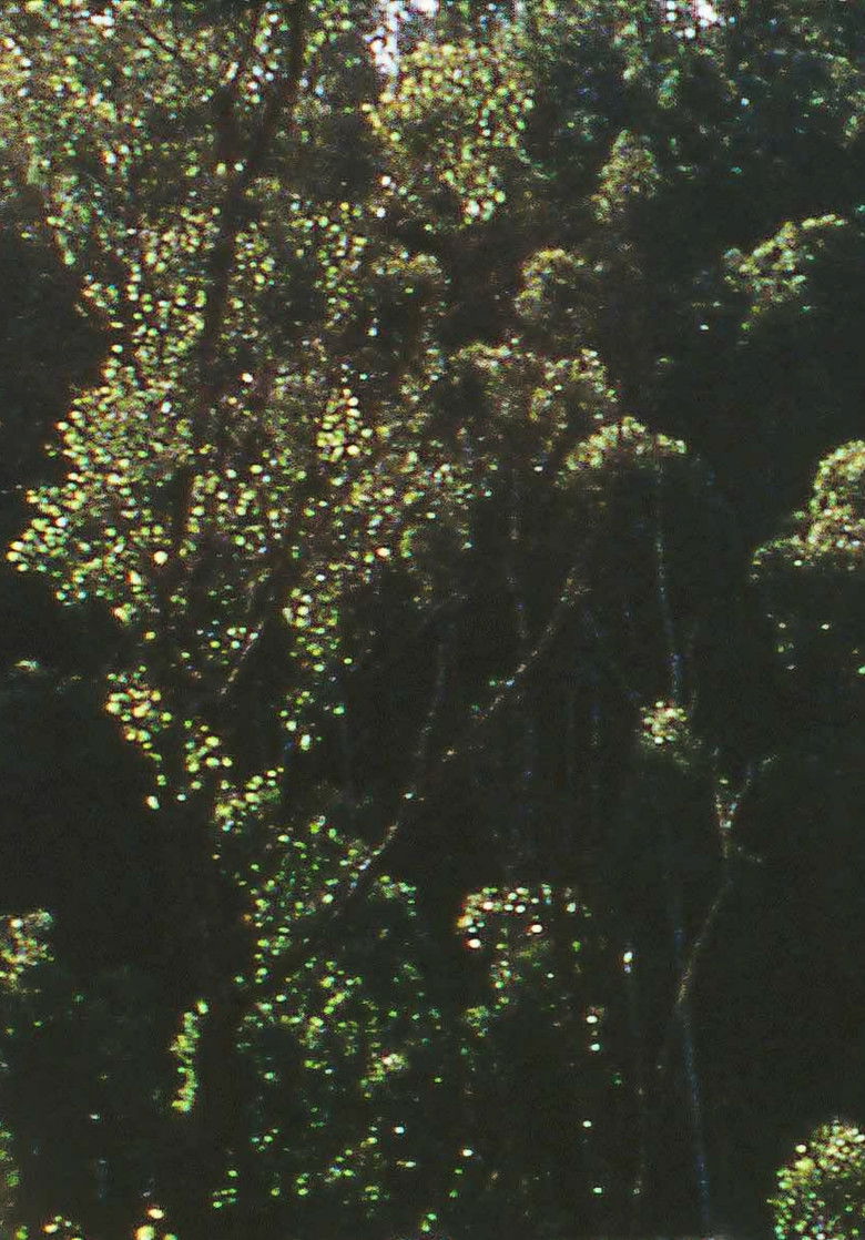 Imatge de At Eltham, a Metaphor on Death